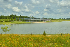 Shelby Farms Park seen beyond a field of wildflowers across the lake in the summer heat