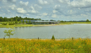 Shelby Farms Park seen beyond a field of wildflowers across the lake in the summer heat